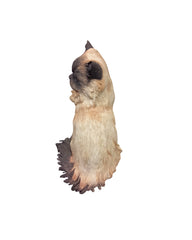 Vintage Himalayan Sitting Cat Statue (Model 03141)